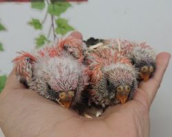 49.アキクサインコ