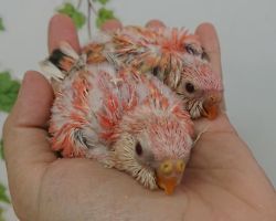 48.アキクサインコ