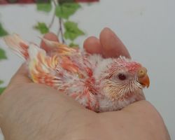 47.アキクサインコ