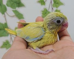 45.マメルリハ♂