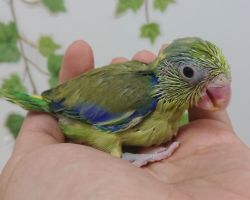 44.マメルリハ♂