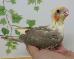 25.シナモンパイド