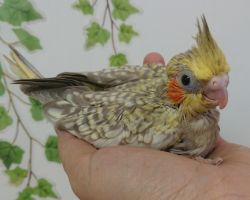 24.シナモンパール