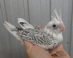 29.WFパールパイド