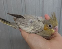 28.PFエメラルド