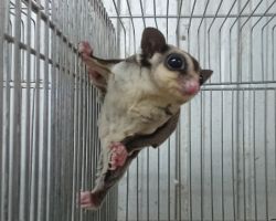 71.フクロモモンガ♂