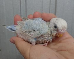 78.セキセイインコ