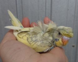 77.羽衣セキセイインコ