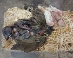 75.キンカチョウ・文鳥