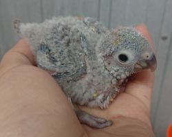 73.ウロコインコ