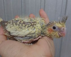 34.シナモンパール