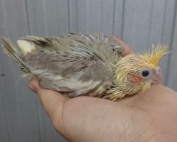 33.シナモンパイド