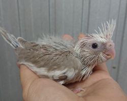 32.WFシナモンパイド