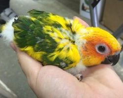 81.コガネメキシコインコ