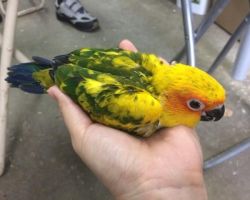 80.コガネメキシコインコ