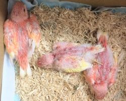 79.アキクサインコ