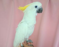 85.アオメキバタン 271