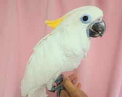 86.アオメキバタン 273