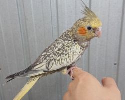 35.パール 一人餌