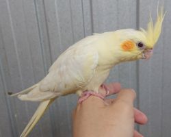 36.ルチノー 一人餌