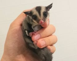 87.フクロモモンガ♀