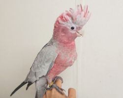 95.モモイロインコ♀