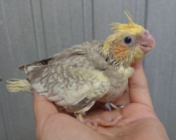 39.パールパイド