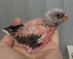 94.アキクサインコ ローズ