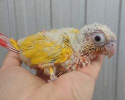 90.ウロコインコ