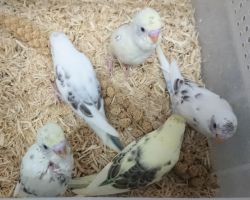 88.セキセイインコ