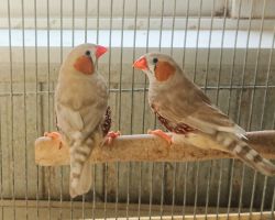 89.キンカチョウ♂