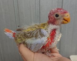 96.ナナクサインコ