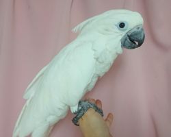 102.タイハクオウム