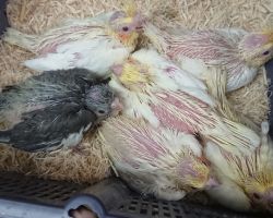 45.ノーマル・ルチノー