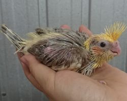 44.シナモンパイド