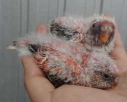 101.アキクサインコ