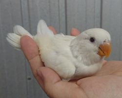 100.コザクラインコ