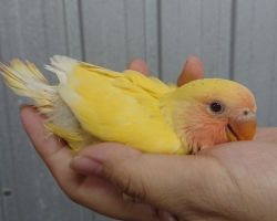 99.コザクラインコ