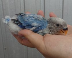 98.コザクラインコ