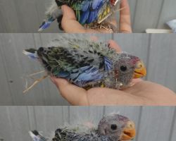 97.ナナクサインコ