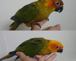 109.コガネメキシコインコ