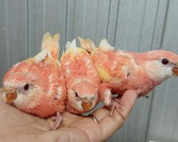 105.アキクサインコ
