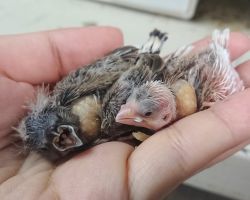 107.キンカチョウ