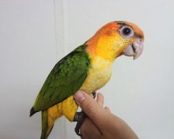 108.シロハラインコ