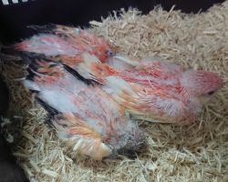 106.アキクサインコ