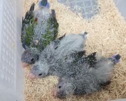 110.アカクサインコ