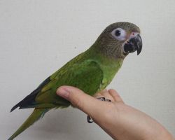 114.シモフリインコ♂