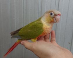 113.ウロコインコ♂