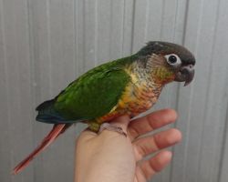 112.ウロコインコ♀