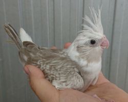 50.WFシナモンパールパイド